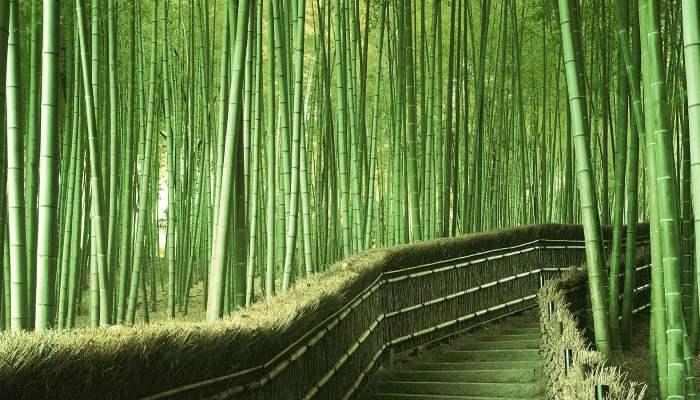 bambu-kumas-mi-pamuk-mu