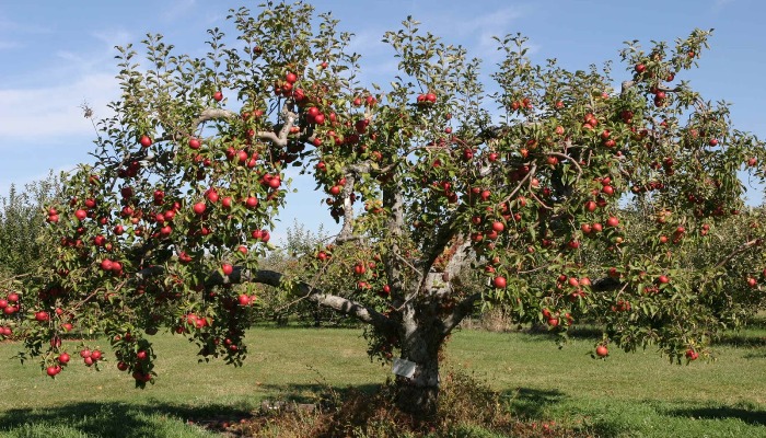 Elma Ağacı ( Aşk ) 23-31 Aralık